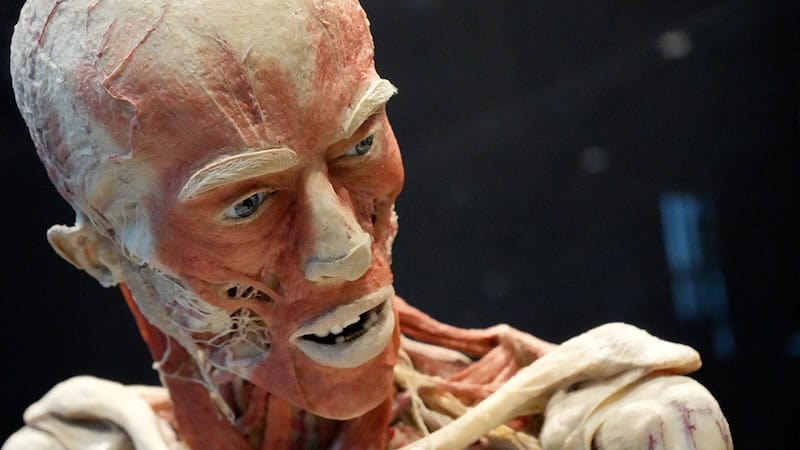 BODY WORLDS exhibition on happiness at the Science Museum of Virginia, Richmond, for use in What's Booming, May 23 to 30