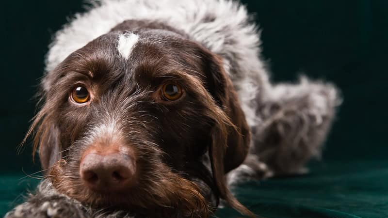 front view of a German wirehaired pointer lying down. Image by jarihin. Used with article on the importance of dog training and Cathy M. Rosenthal's take on Gov. Kristi Noem's decision to kill her 14-month-old German Wirehaired Pointer.