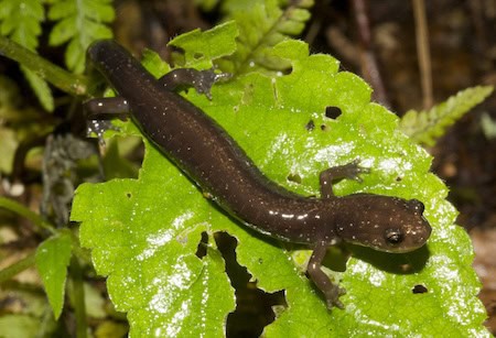 Shenandoah Salamander on forest floor leaf litter
