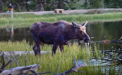 A photographer keeps a safe distance from moose feeding at Sprague Lake at Rocky Mountain National Park. Photo Nick Thomas