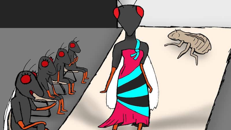 Cartoon of a female cicada in a sexy dress walking down a fashion runway from her empty shell, with other cicadas watching her from the side of the runway.
