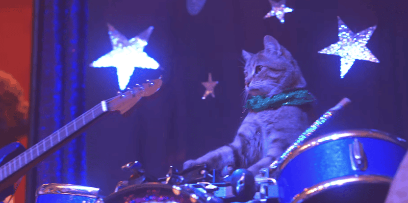 cat playing on a drum set, part of the amazing acrocats coming to Richmond, VA