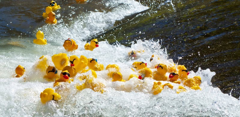 Duck racing image to promote the duck races to support the Autism Foundation in Richmond. In What's Booming, August 1 to 8