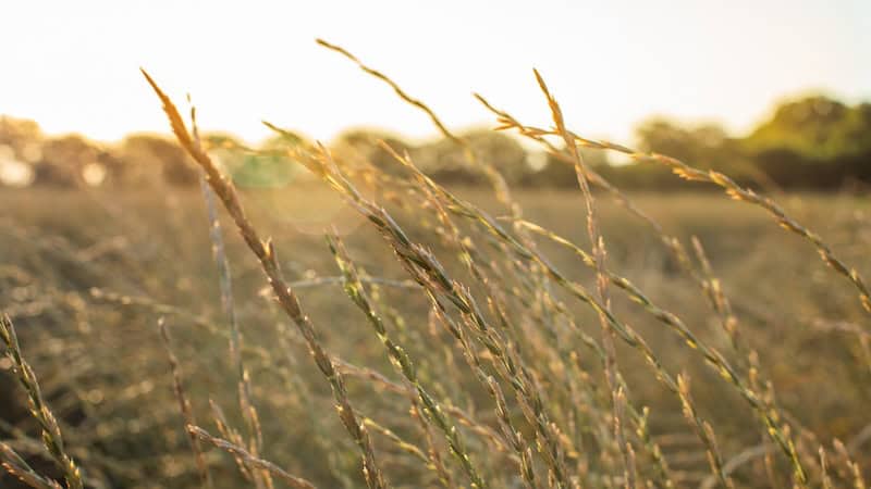 Kernza fields in Salina, Kansas. Image by Amy Kumler.