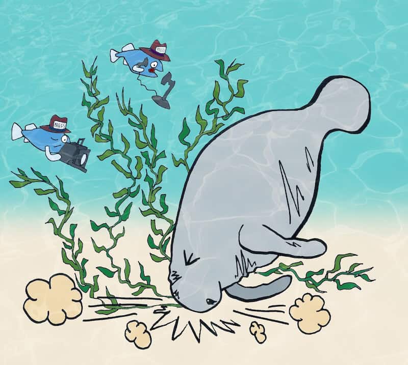 For the Boomer September 2024 cartoon caption contest: a manatee bumps his nose into the ocean floor as two fish journalists report his fall