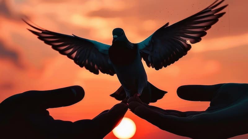 A sunset with a dove representing peace. Used with What's booming, RVA: August 29 +