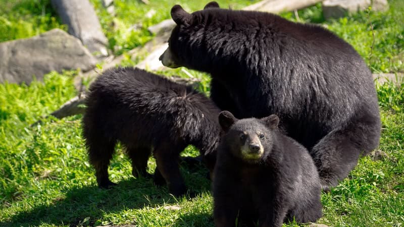 Three American black bears, among the animals that can be spotted when wildlife viewing in Virginia