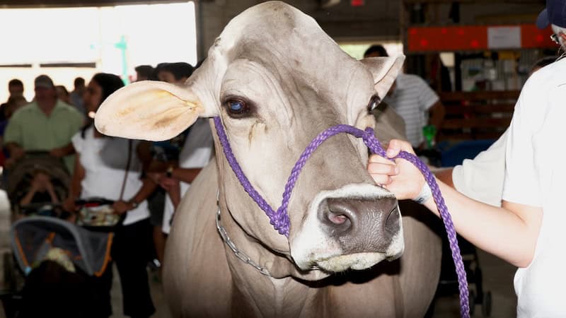 cow exhibition at a fair, by Louis Horch. Essay on Fair Pranks.