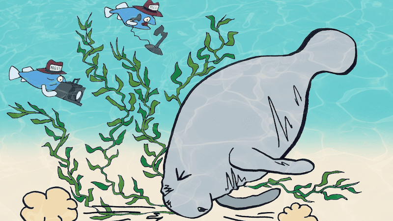 A manatee bumps his nose on the ocean floor as two fish journalists report on his fall. For Boomer's Name that cartoon caption September 2024