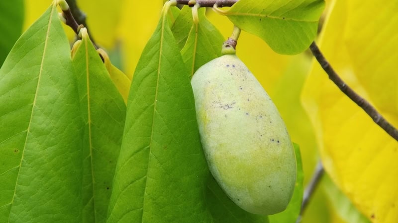 Pawpaw fruit, image by Lianem. for What’s Booming RVA: Virginia Pawpaws