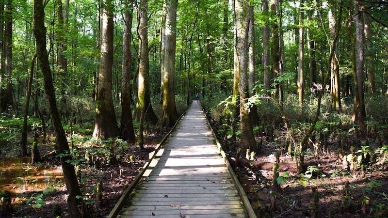 Boardwalk at Congaree National Park. Credit: Nick Thomas