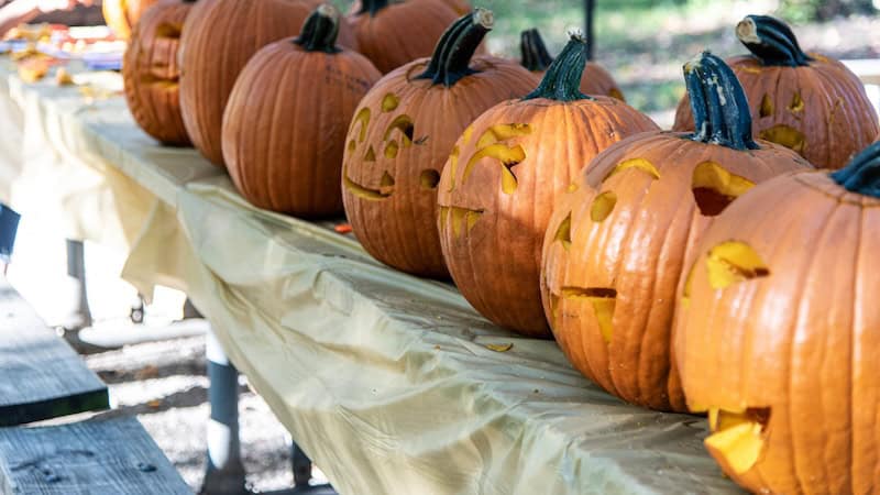 Carved pumpkins in a row on a table. Halloweekend at Westmoreland State Park