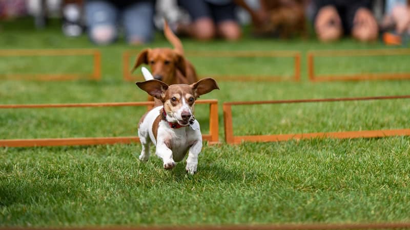 Dachshunds racing. Head image for What's Booming October 3 to 10 in Richmond, Virginia