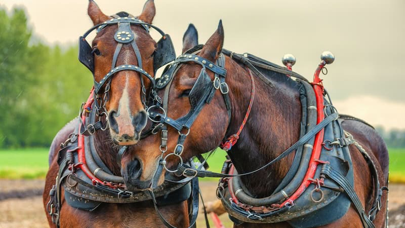 draft horses, used to promote fall festival at Chippokes State Park in What's Booming, October 17 to 24, 2024