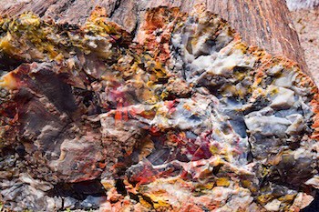 Striking colors in a piece of petrified wood at Petrified Forest National Park. CREDIT: Nick Thomas