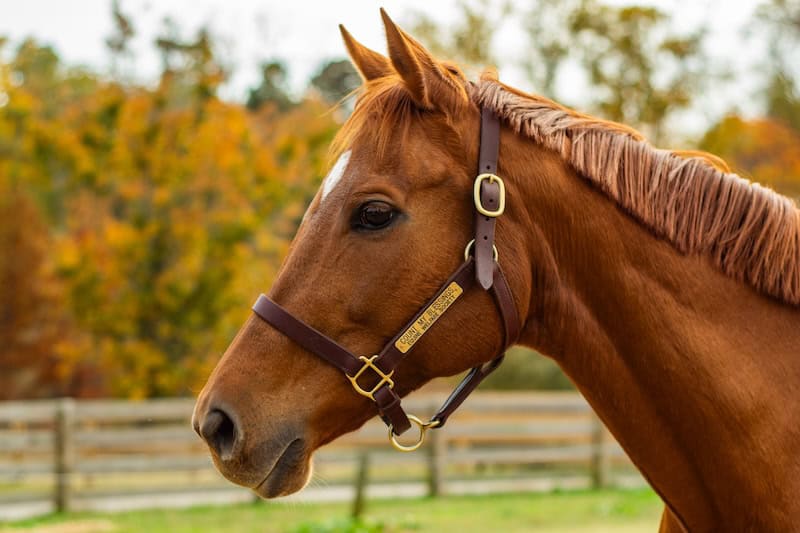 Lorna, the new horse at Maymont Farm, Richmond, VA. November 7