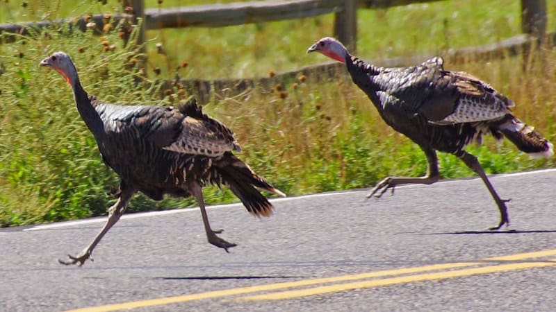 Turkeys running down a road near Zion National Park in Utah. Image by Steve Estvanik. For What's Booming: Trotting to Turkey Day