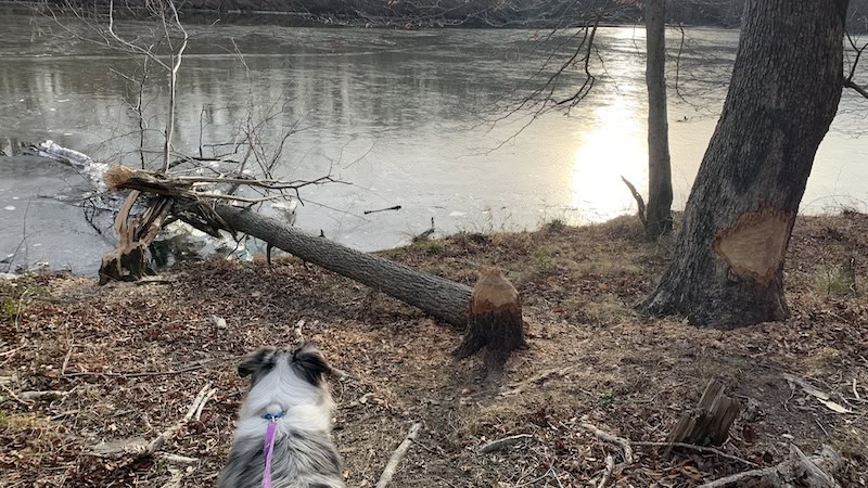 A wintertime hike at Pocahontas State Park in Virginia, one of the parks offering first day fun, including hikes