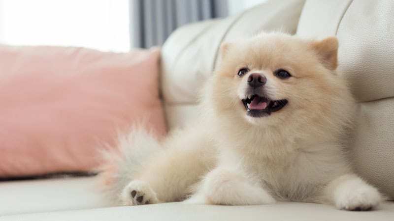 Pomeranian dog on sofa. For article on dog fears