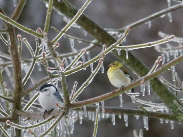 birds in an icy tree at a Virginia State Park