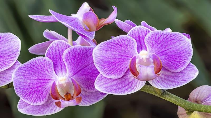 Orchids. From Tom Hennessy, Lewis Ginter Botanical Garden.