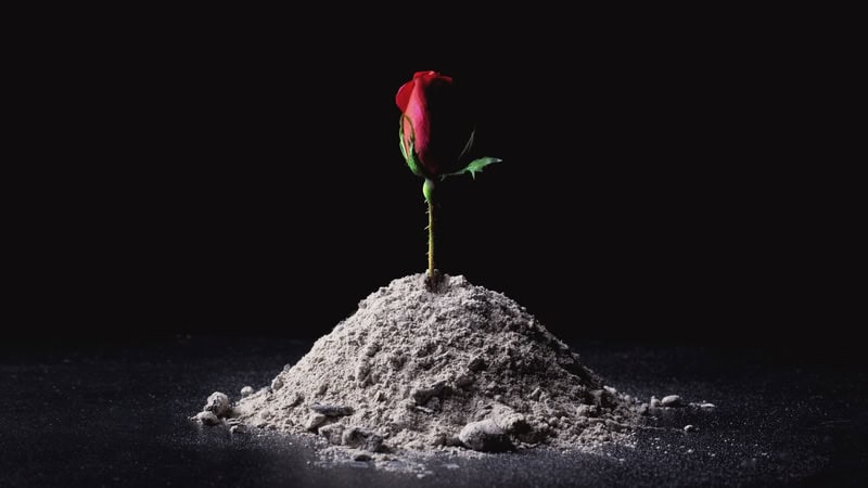 A single red rose sticking up from a pile of ashes, for advice column on ex's ashes