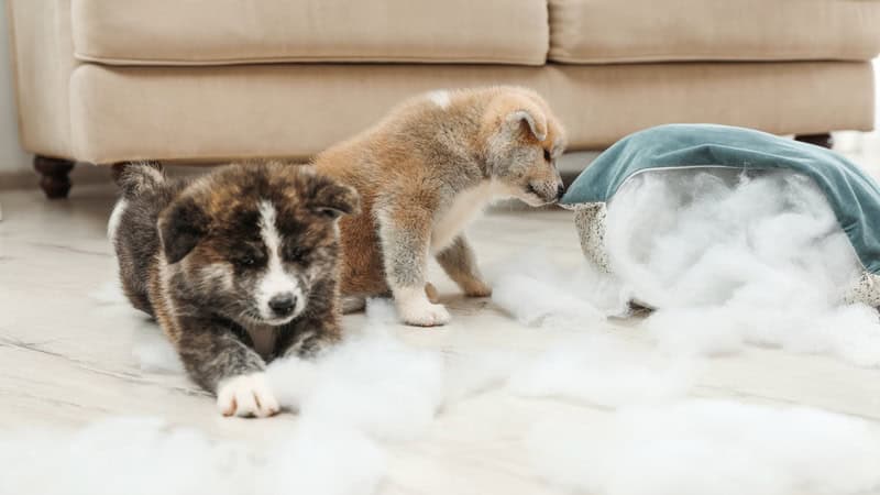 Puppies who have torn apart a pillow and the stuffing is all over the floor. By Chernetskaya. Essay on how two puppies changed a senior couple's life