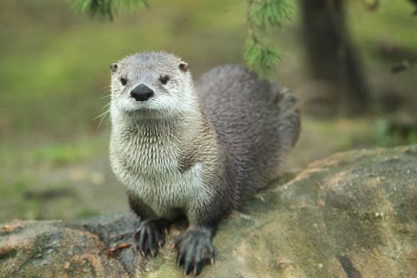 river otter, to represent Maymont World Wildlife Day