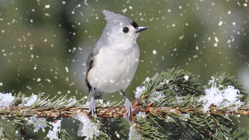 Tufted titmouse in the snow, perched on a snowy branch. By Steve Byland. For What's Booming: Free music and warblers