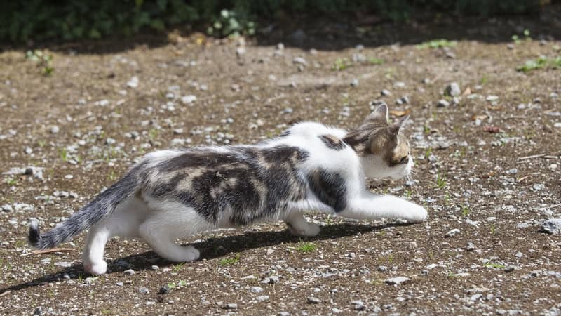 Young three month old semi-feral male kitten stalking a bird on gravel. Image by Gozzoli. Used with article on feral cats and wildlife issues