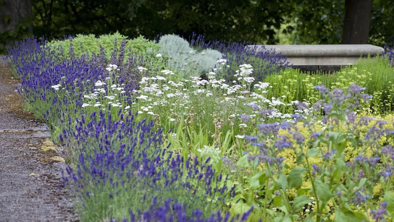 Healing garden that includes edible and medicinal plants as well as seating. Image by Joannatkaczuk