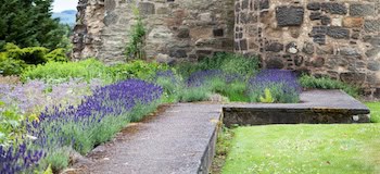 Edible and Medicinal garden with blooming lavender - country old style sandstone architecture in the background.